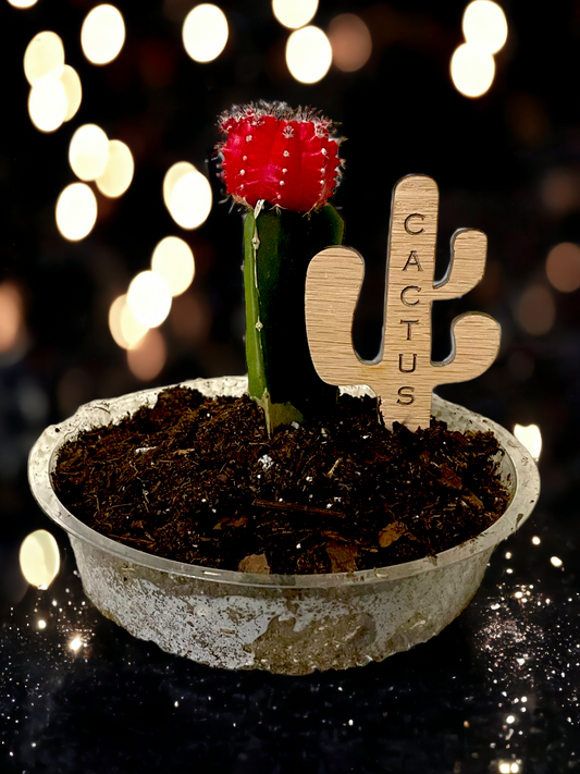 Cactus- Plant Stick