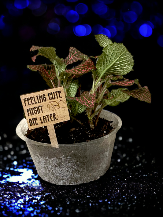 Feeling Cute Might Die Later- Plant Stick