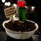 Cactus Makes Perfect - Plant Stick