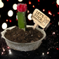 Let's Stick Together- Plant Stick