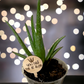 You Had Me At Aloe- Plant Stick
